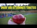 All About Dwarf Tomatoes and Determinate Tomatoes - How To Grow Them