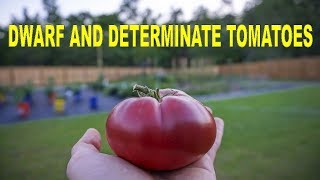 All About Dwarf Tomatoes and Determinate Tomatoes - How To Grow Them