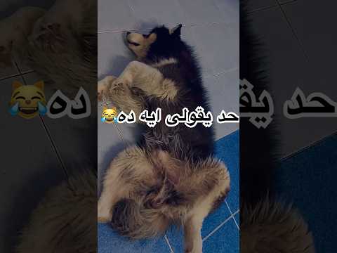 انا بويكا بيفهمنى اكتر من اى حد اعرفه عندى كلب للتبنى لو حده عوزه تحت امركم