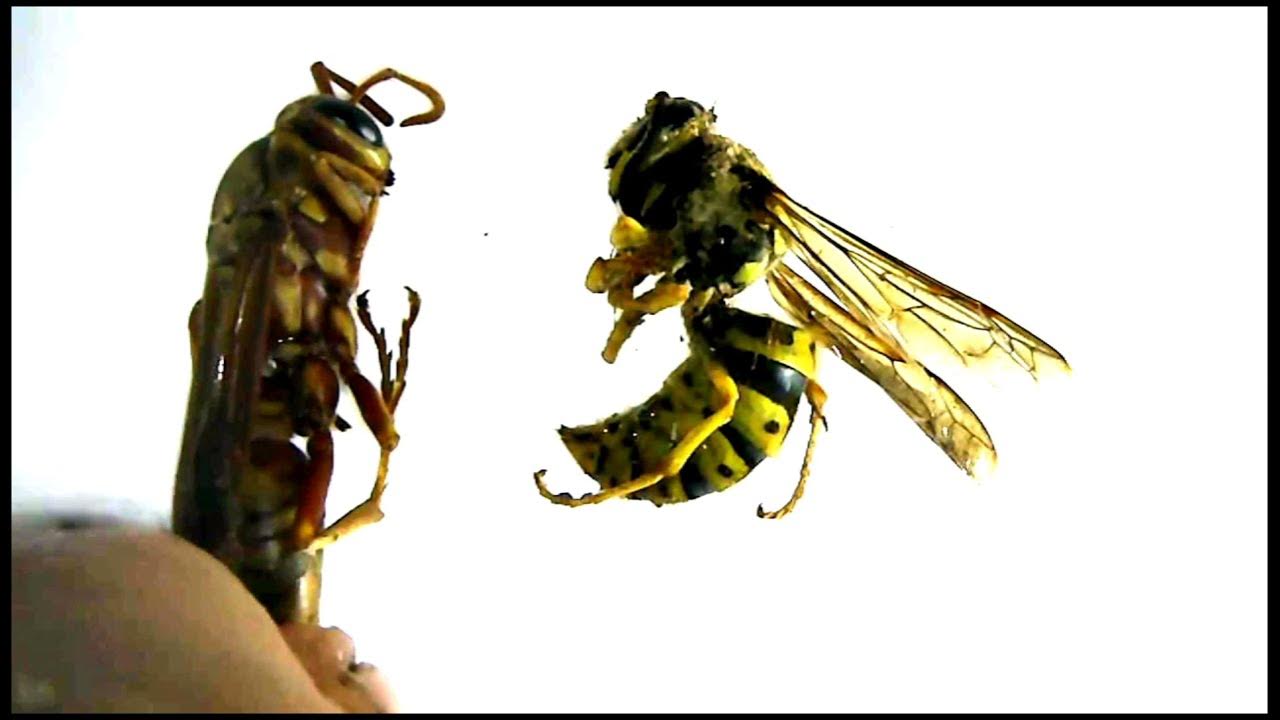 Difference Between a Paper Wasp and Yellowjacket Under the Microscope