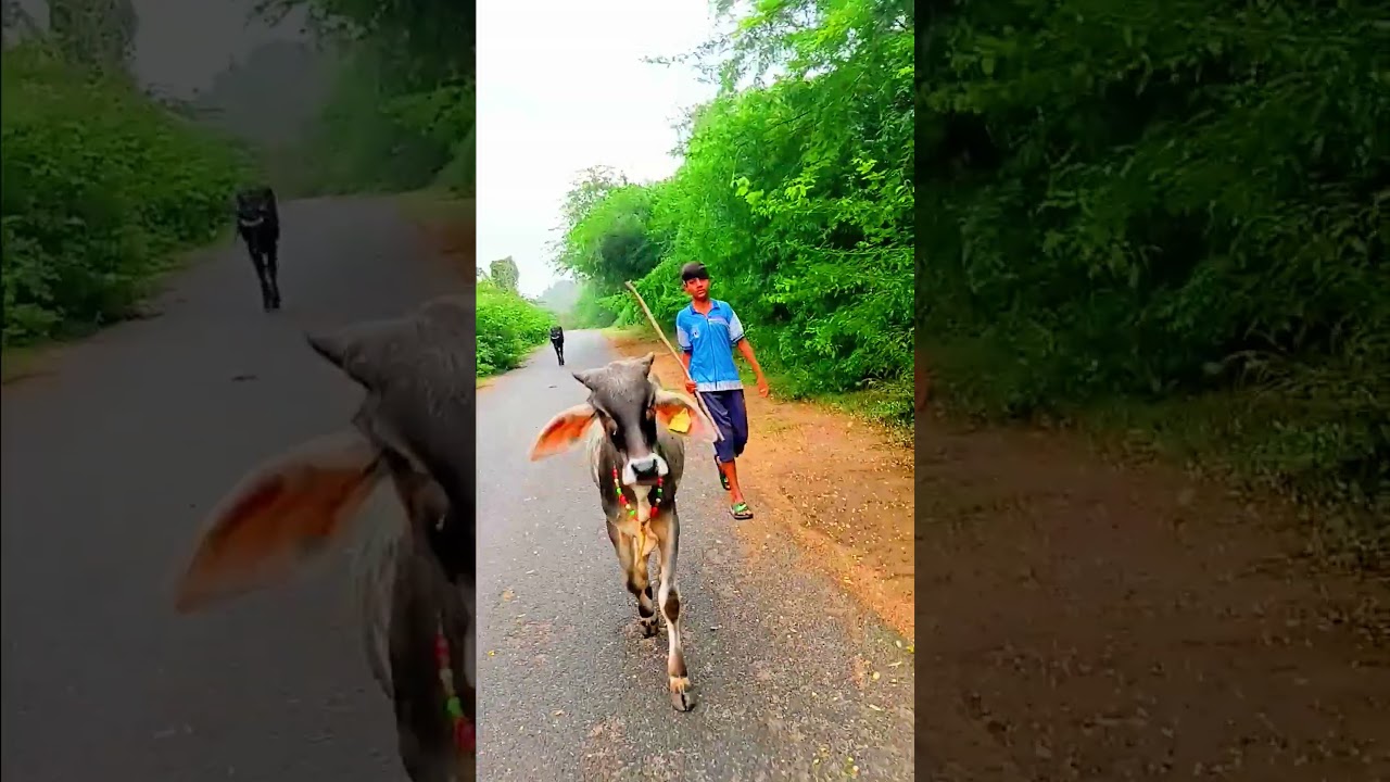 Dekho Gaumata Ka Pyaar 🙏✨ 