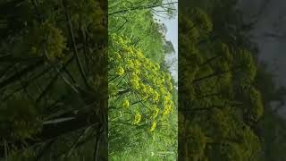 Fennel (Foeniculum vulgare) crop fennel fennelseed fennel plants ramnareshgarden