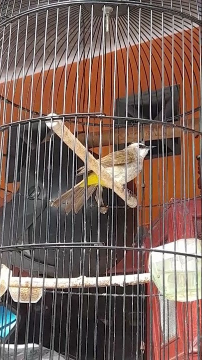 Burung Trucukun Rokelan #shorts