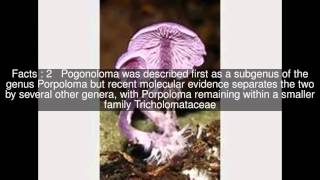 Pogonoloma Top  #5 Facts