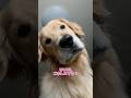 ふんっ #大型犬 #ゴールデンレトリバー