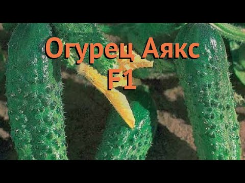 Огурец обыкновенный Аякс F1 (ayaks f1) &#55356;&#57151; огурец Аякс F1 обзор: как сажать семена огурца Аякс F1