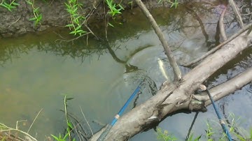 Lâu lâu chích lại trúng mánh cá lóc cá phi bự | kích cá miền tây 