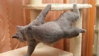 🎀КАК ПРИУЧИТЬ КОШКУ К КОГТЕТОЧКЕ🎀ЧТО ДЕЛАТЬ, ЕСЛИ КОШКА ПЕРЕСТАЛА ЧЕСАТЬ КОГТИ НА КОГТЕТОЧКЕ🎀 🎀КАК ПРИУЧИТЬ КОШКУ К КОГТЕТОЧКЕ🎀ЧТО ДЕЛАТЬ, ЕСЛИ КОШКА ПЕРЕСТАЛА ЧЕСАТЬ КОГТИ НА КОГТЕТОЧКЕ🎀