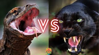 SCARY Black Panther VS ALMIGHTY Komodo Dragon! Who Will Win The Fight?!