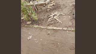 Biarkanlah