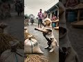 #comedyvideos #figyelem #siberianhusky