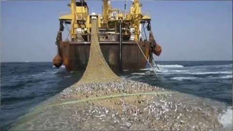 Overfishing and The Tragedy of the Commons