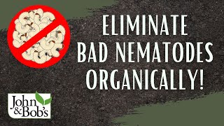 How To Get Rid Of Nematodes | Eliminate Bad Nematodes and Grubs Organically!