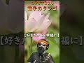 #shorts  #霧子のタンゴ #演歌・歌謡曲 #カラオケGさん #フランク永井
