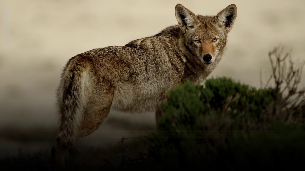 Video Coyote Sightings Put New Jersey Town on Edge - ABC News