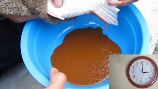 Teknik Pemijahan Ikan Koi Secara Buatan