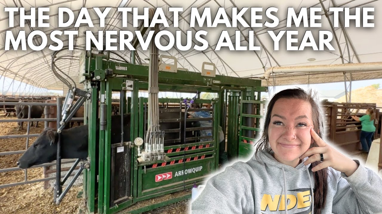 Preg check day for the cow herd -- are they bred? | Day in the life of a 28 year old farmer