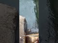 Ice Duck | Cute Ducks | Unknown Creatures