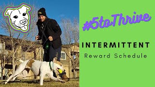 #5toThrive | Intermittent Reward Schedule Training by FreeLance Dog Training 169 views 3 years ago 6 minutes, 46 seconds