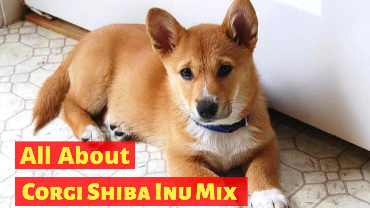 shiba inu mixes