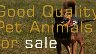 Buying And Selling Pets Online | Pashulok