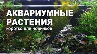 Аквариумные растения: как выбрать, посадить, ухаживать