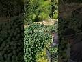 لفوكا l'avocate #agriculture#الفلاحة #food #maroc #freefire #