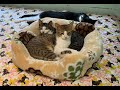 笑にゃんこ王国の猫紹介6～子猫特集～