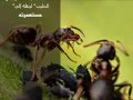 نوع من النمل يملك مزارع البان معلومات مدهشة جدا 