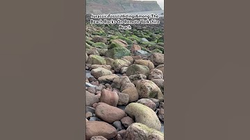 Jurassic fossil waiting to be found among the beach rocks on a remote Yorkshire beach #fossils