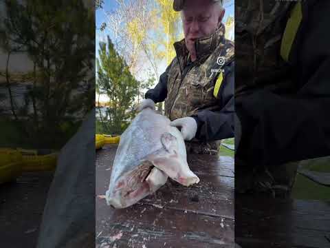 ЧАВЫЧА ТА САМАЯ #рыбец64