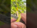 Avocado tree grafting techniques #grafting #graftingtechniques #avocadografting #gardening #shorts