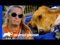The Team Does Everything They Can To Save This Poor Dog's Life | Pit Bulls & Parolees