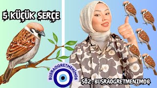 “ 5  KÜÇÜK SERÇE “ Parmak Oyunu - Eğitici Çocuk Şarkısı - Kids Songs & Nursery Rhymes