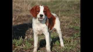 Все породы собак.Бретонский спаниель (Эпаньол Бретон) (Brittany Spaniel)