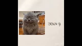 в якому ви класі? #підпишись #крінж #mem #cat #гумор #жарти #укр #школа #уроки
