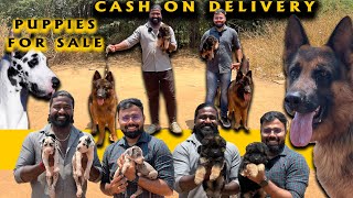 Great Dane ஜெர்மன் ஷெப்பர்ட் Dog Kennel | Yazhli Kennel Coimbatore | Puppies for sale