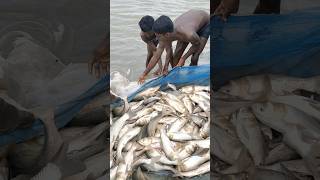 fishing point in Khagaria Bihar #fishing #trending