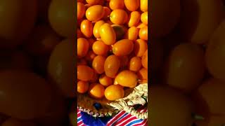 البرتقال الصيني او فاكهة الكمكوات الغنية بالفوائد 🍊 #morocco #food #kumquat