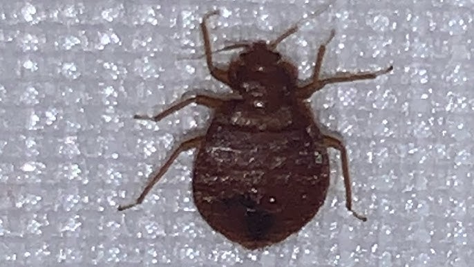 Can bed bugs survive a clothes washer?