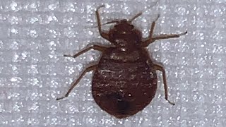 Can Bed Bugs Live In An Empty House?