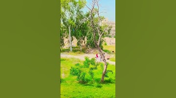 ya hai Emerson university Multan kee parya