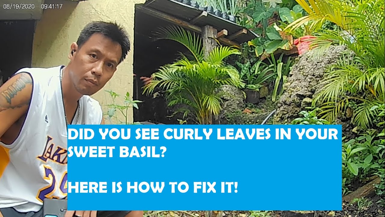 HOW TO RECTIFY SWEET BASIL WITH PESTS YouTube