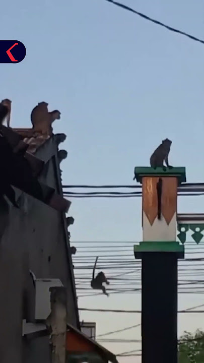 DIDUGA KELAPARAN, KAWANAN MONYET MASUK PERMUKIMAN DI TANGERANG SELATAN