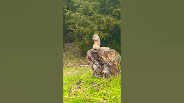 Squirrel's Hip Hop Groove: Epic Iconic Dance Moves to Rap Beats! #Funny #Viral