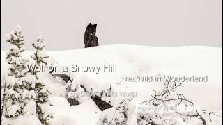 Wolf on a Snowy Hill