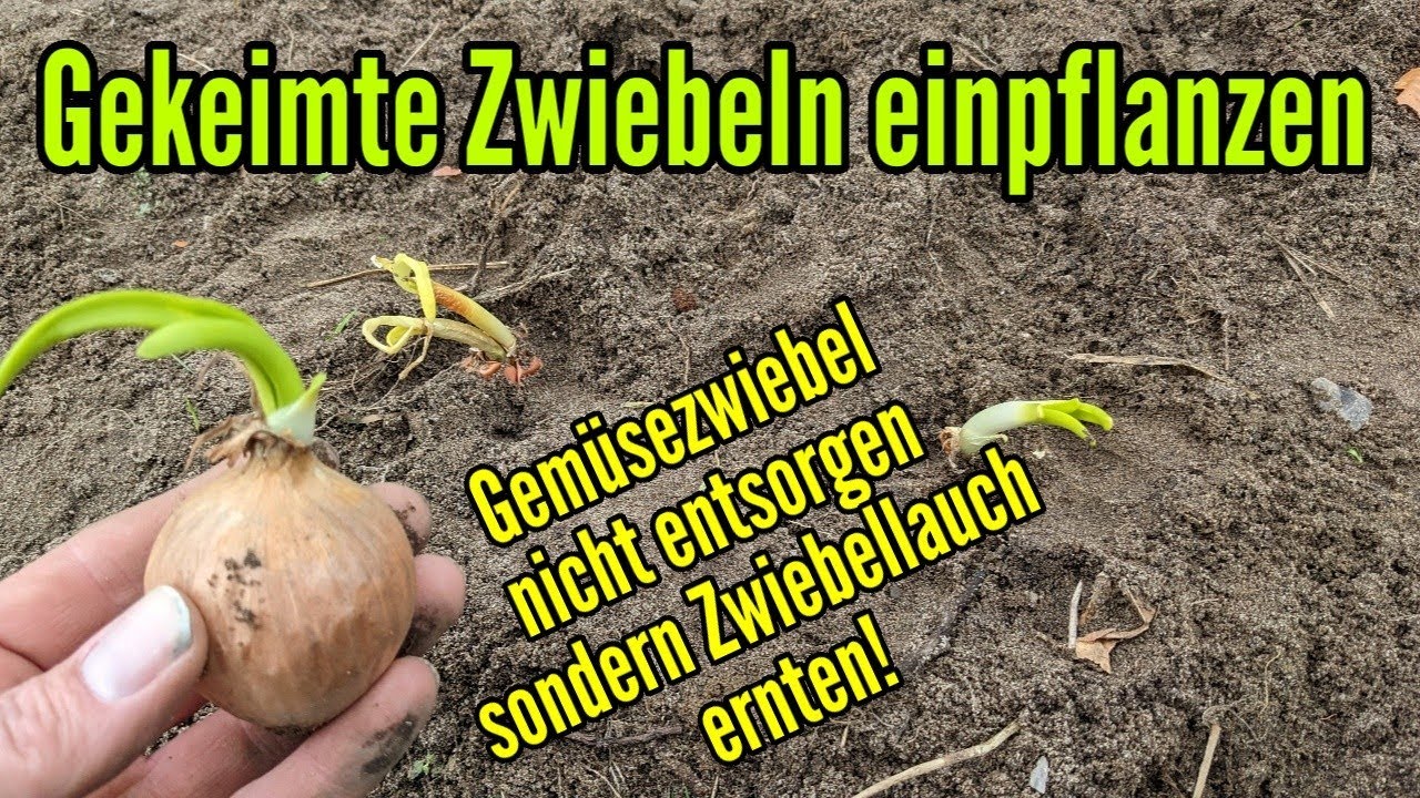 Was Passiert Wenn Man Affen Zwiebeln Gibt