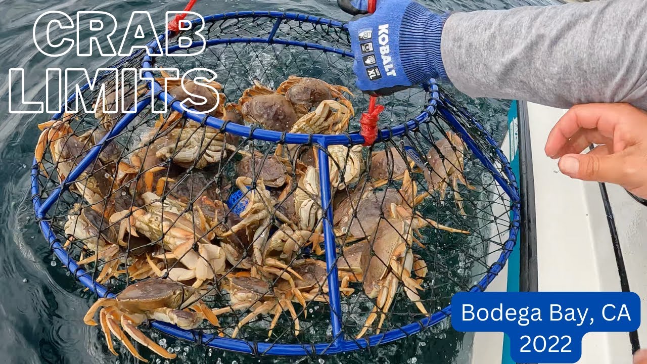 3 Limits of Dungeness Crab in 1 Pull 😮 Crabbing Bodega Bay 2022 YouTube