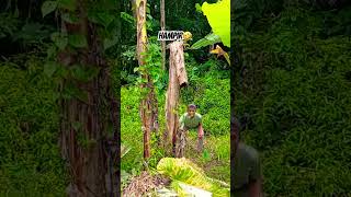 Siang Bolong funny laugher comedy short lol ngakak