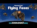 Flying Foxes: The Largest Bats